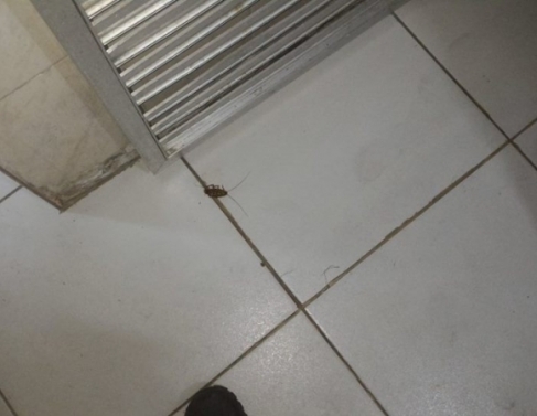 Vigilncia sanitria fecha padaria no Horto