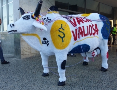 Vaca Valiosa percorreu rea central de Campos