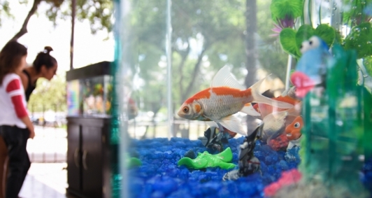 Distribuio de peixes na praa do Liceu