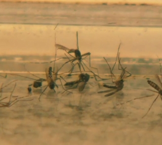 Febre Amarela é transmitida pelos mosquitos Sabethes e Haemagogus