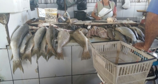 Ministrio Pblico e Vigilncia Sanitria fiscalizaram peixarias  