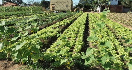 Agricultura familiar em SFI