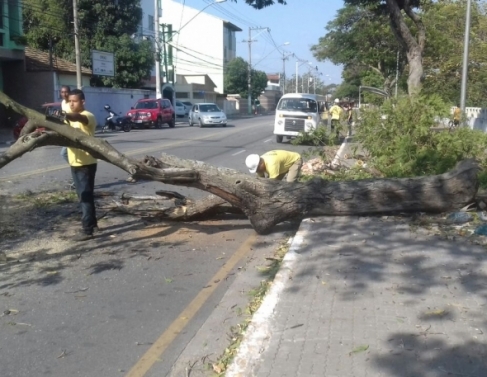 Ventos derrubam rvore na avenida Francisco Lamego