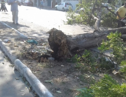 Ventos derrubam rvore na avenida Francisco Lamego