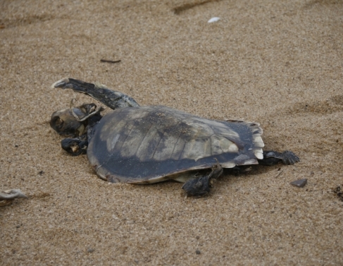 Carcaa de tartaruga tambm foi encontrada