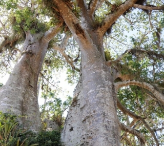 Baobá é símbolo da cultura africana