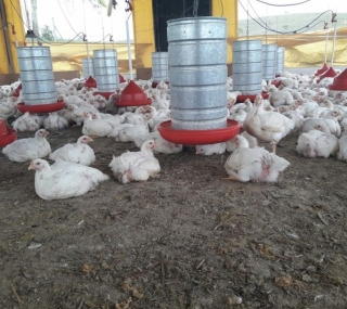 Projeto ENTITY_quot_ENTITYMais FrangoENTITY_quot_ENTITY