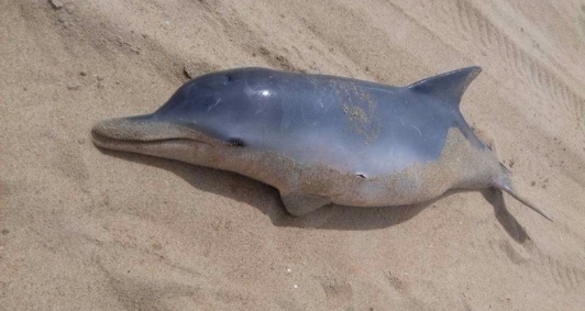 Golfinho foi encontrado por moradores