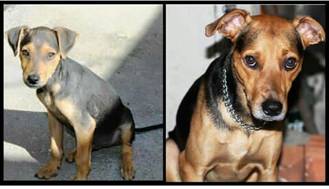 Vira-lata Paçoca antes e depois da adoção