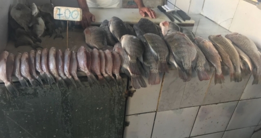 Peixes apreendidos no Mercado