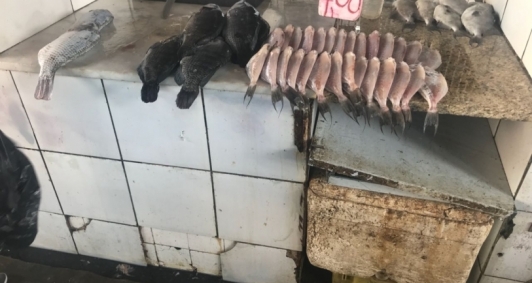 Peixes apreendidos no Mercado