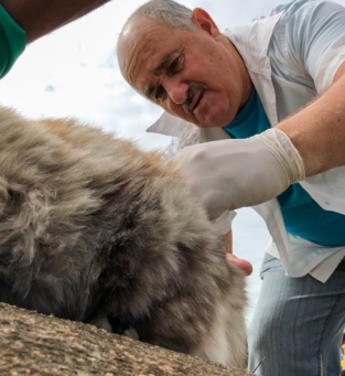Vacinação antirrábica