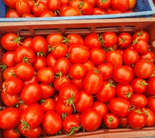 Produzidos mais de duas toneladas de tomates