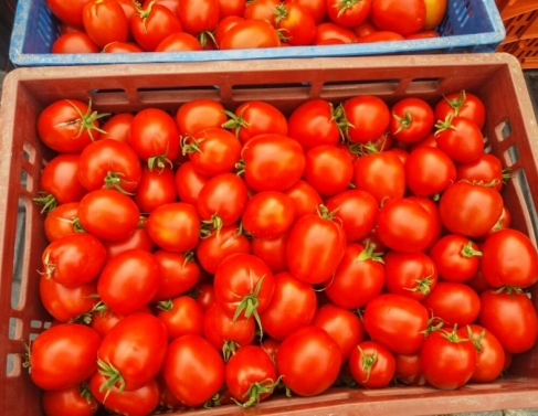 Mais de duas toneladas de tomates foram produzidos     