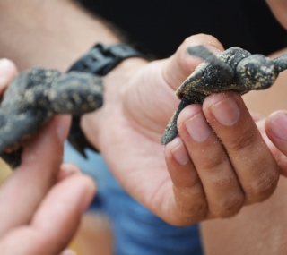 Soltura de tartarugas