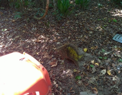 Ourio encontrado em SFI