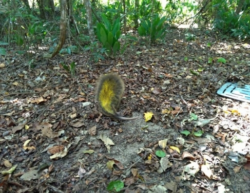 Ourio encontrado em SFI