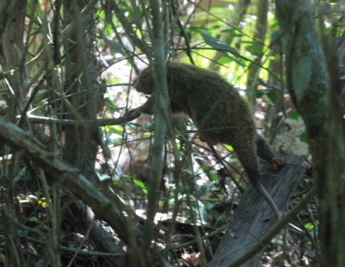 Ourio encontrado em SFI