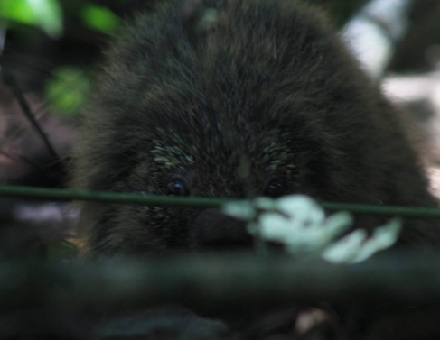 Ourio encontrado em SFI