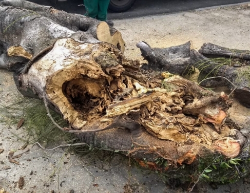 Secretaria de Desenvolvimento Ambiental fez corte de árvore na praça do Sossego