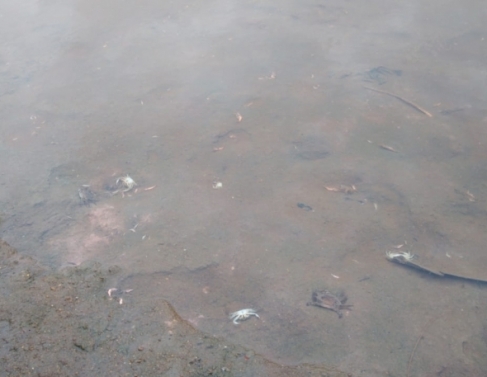 Morte de peixes em SFI