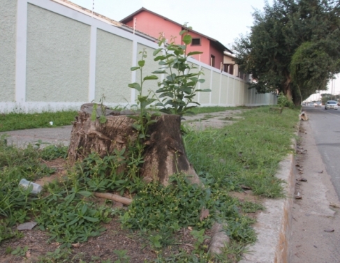 rvore foi cortada na Alberto Lamego