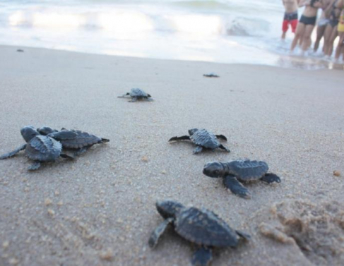 Soltura de tartarugas marinhas em Atafona