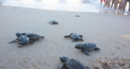 Soltura de tartarugas marinhas em Atafona
