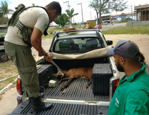 Lobo-guará ferido é resgatado em SFI