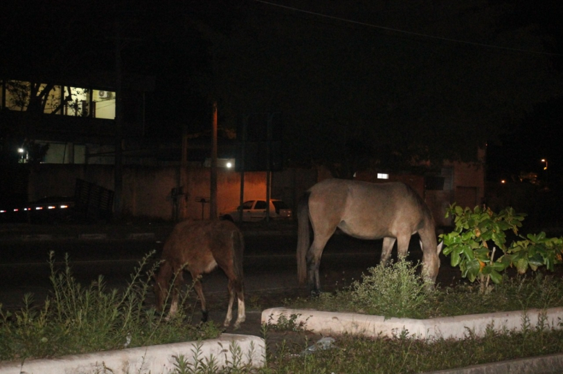Problema recorrente nas avenidas e rodovias de grande fluxo em campos causa preocupao devido a risco de acidentes