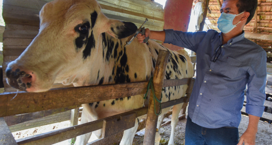 Vacinação contra a febre aftosa