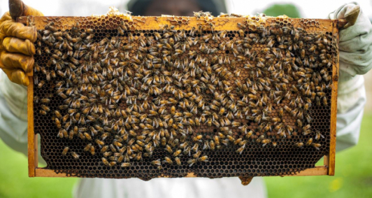 Produção de mel de abelha