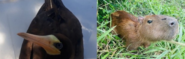 Animais resgatados em SFI
