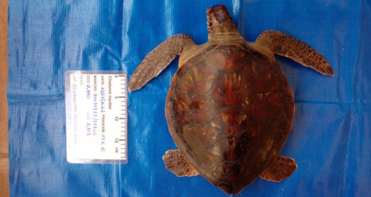 Tartaruga resgatada no Farol (Foto: Divulgao)