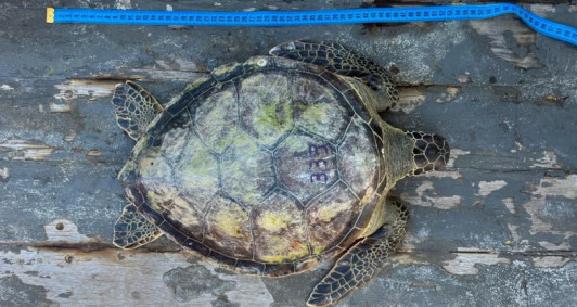 Tartaruga localizada no ES (Foto: Divulgao)