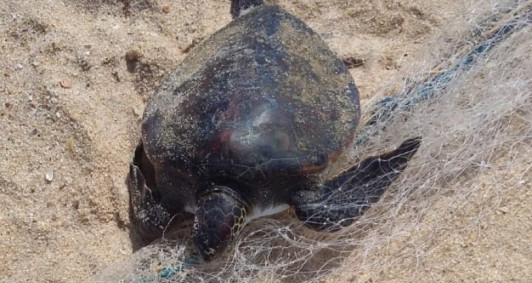 Tartaruga resgatada no Farol (Foto: Divulgao)