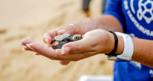 Foram 40 mil filhotes de tartarugas a mais (Foto: Divulgao)