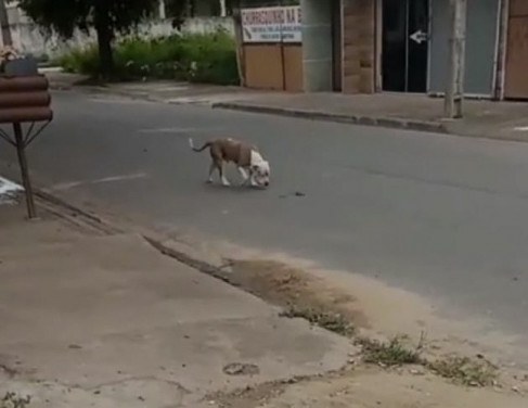 Animal solto nas ruas do bairro Nova Goitacazes 