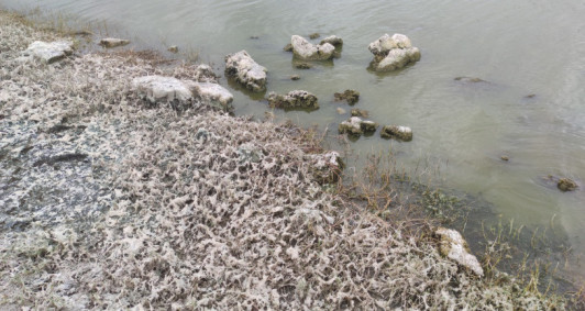 Estromatólitos históricos 