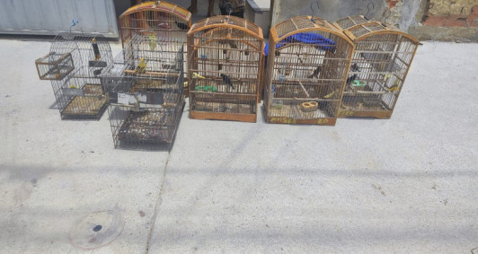 Aves foram resgatadas