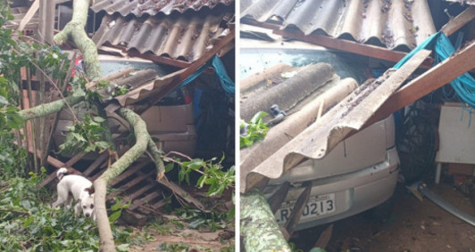 Parte da rvore que se desprendeu e caiu sobre a cobertura da residncia