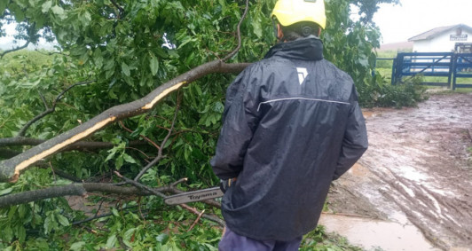 Ao da Defesa Civil na remoo do vegetal