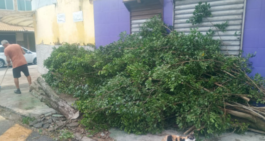 Vegetal armazenado em passeio pblico para remoo