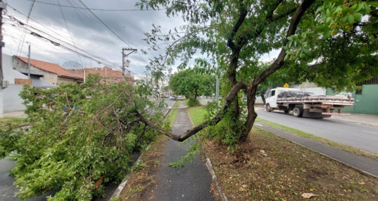 Queda parcial de galho obstruindo ciclovia e meia pista da Avenida Jos Carlos Pereira Pinto