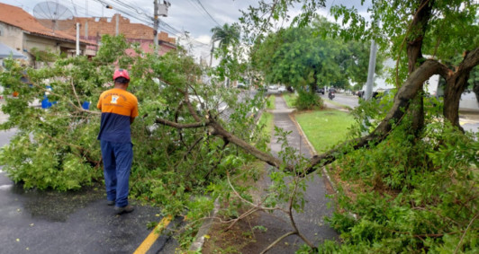 Ao de remoo do vegetal