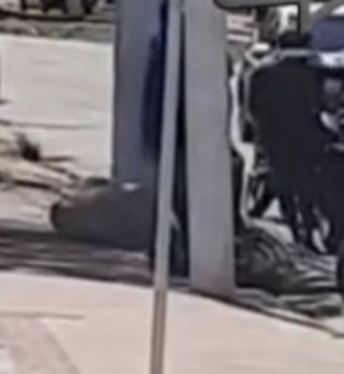 Cavalo caiu na avenida Arthur Bernardes