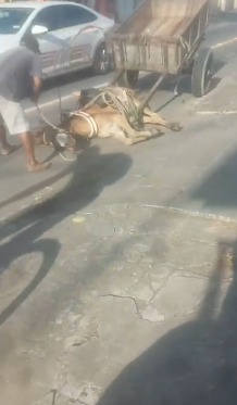 Cavalo caiu na rua Riachuelo, no Turfe
