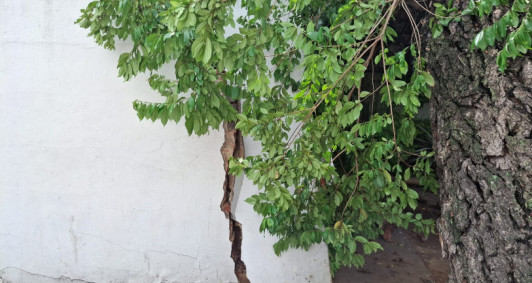 Muro danificado pela queda da �rvore