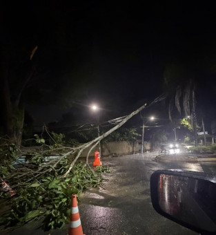 &Aacute;rvore tomba no Parque Tamandar&eacute;