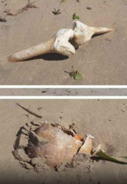 Ossada &eacute; encontrada em S&atilde;o Francisco de Itabapoana 